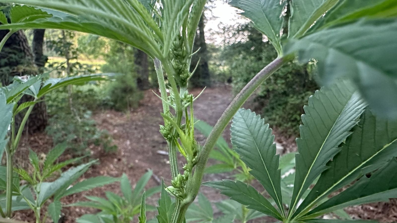 Early male cannabis plant pre-flowers showing round pollen sacs at the node