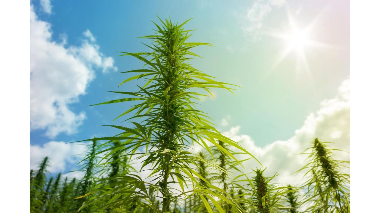 Outdoor Grow Calendar