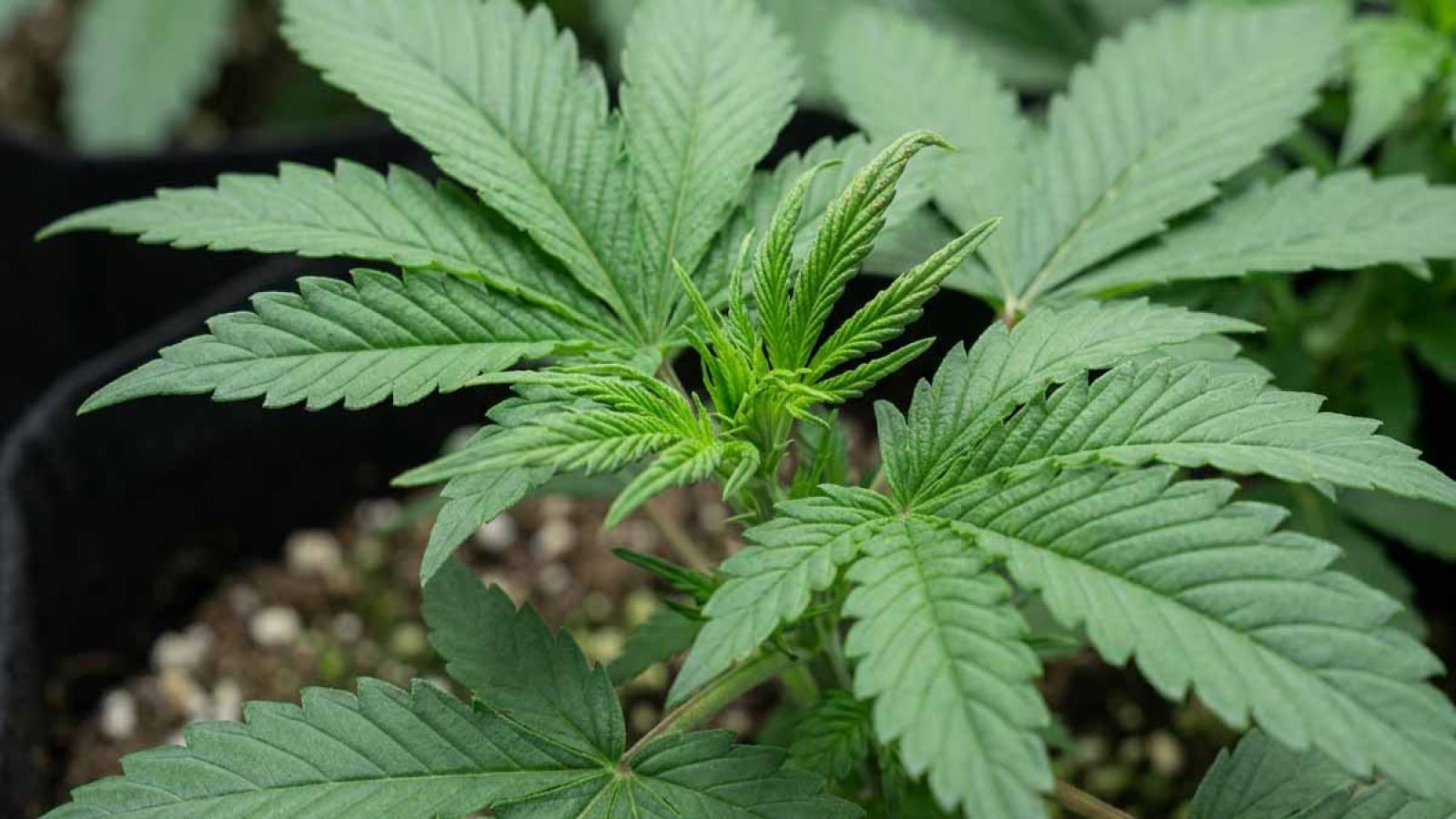 Close-up of a cannabis plant's new growth showing early boron deficiency, with twisted growing tips and light brown spotting.