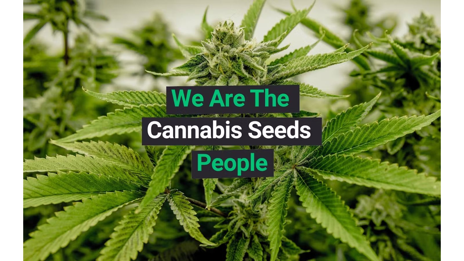 LEAFLY: Homegrown Cannabis Co. Ensures No One Grows Alone