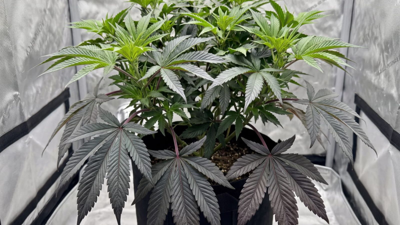 Cannabis plant with phosphorus deficiency showing dark purple-green lower leaves and reddening stems.