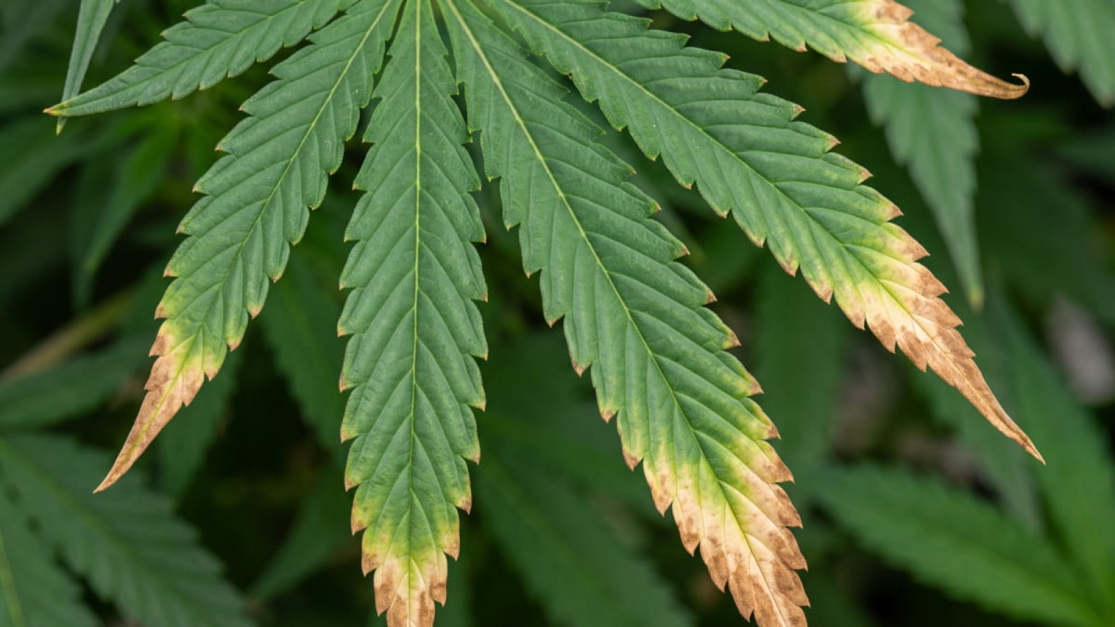 Close-up of a cannabis fan leaf with brown, crispy, burnt tips showing nutrient burn (nute burn).