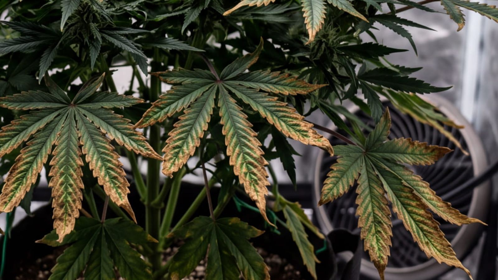 Flowering cannabis plant with brown, burnt edges on the lower fan leaves signalling a potassium deficiency.