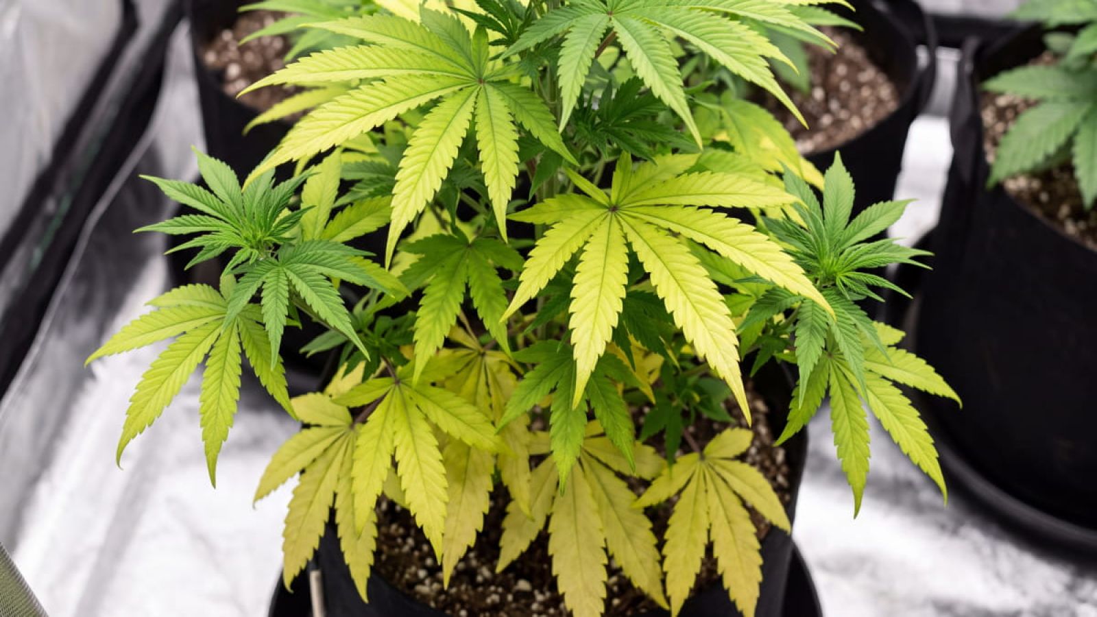 Cannabis plant with pale yellow lower fan leaves and green upper growth, showing nitrogen deficiency.