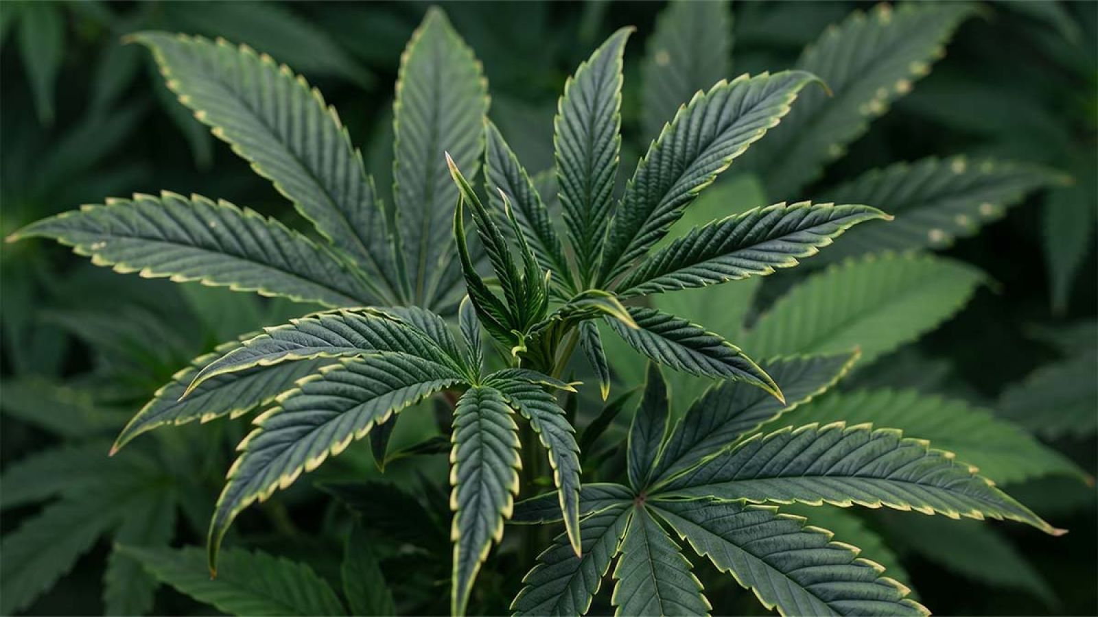 Cannabis fan leaf showing copper deficiency: bright yellow tips against a dark, shiny blue-purple leaf.