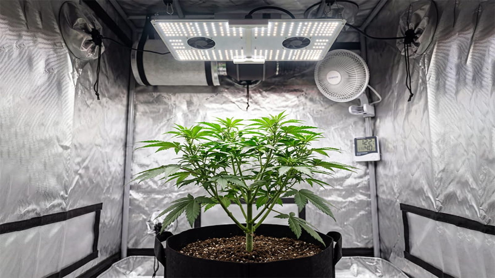Healthy cannabis plant in a grow tent.