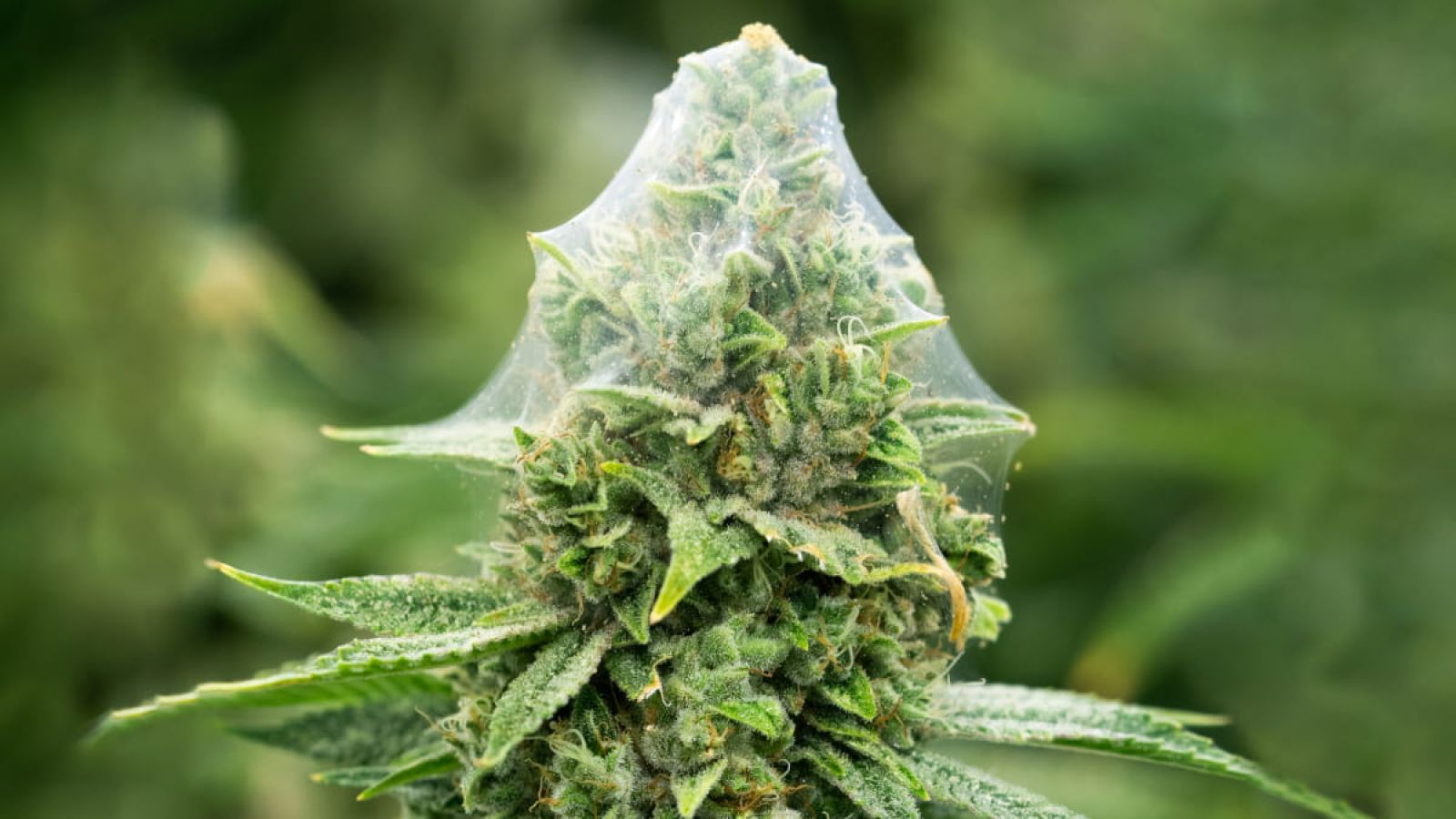 A web covering the top leaves of the cannabis plant, showing a clear sign of a spider mite infestation.