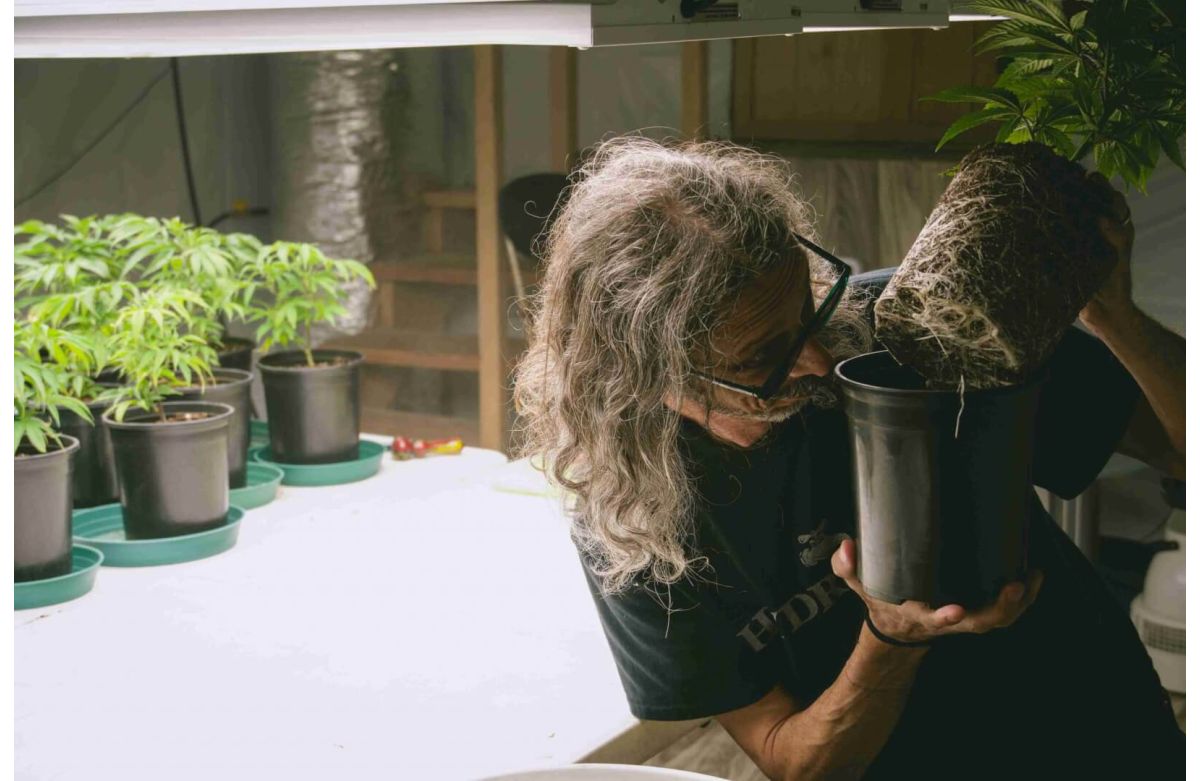 Kyle preparing to transplant cannabis