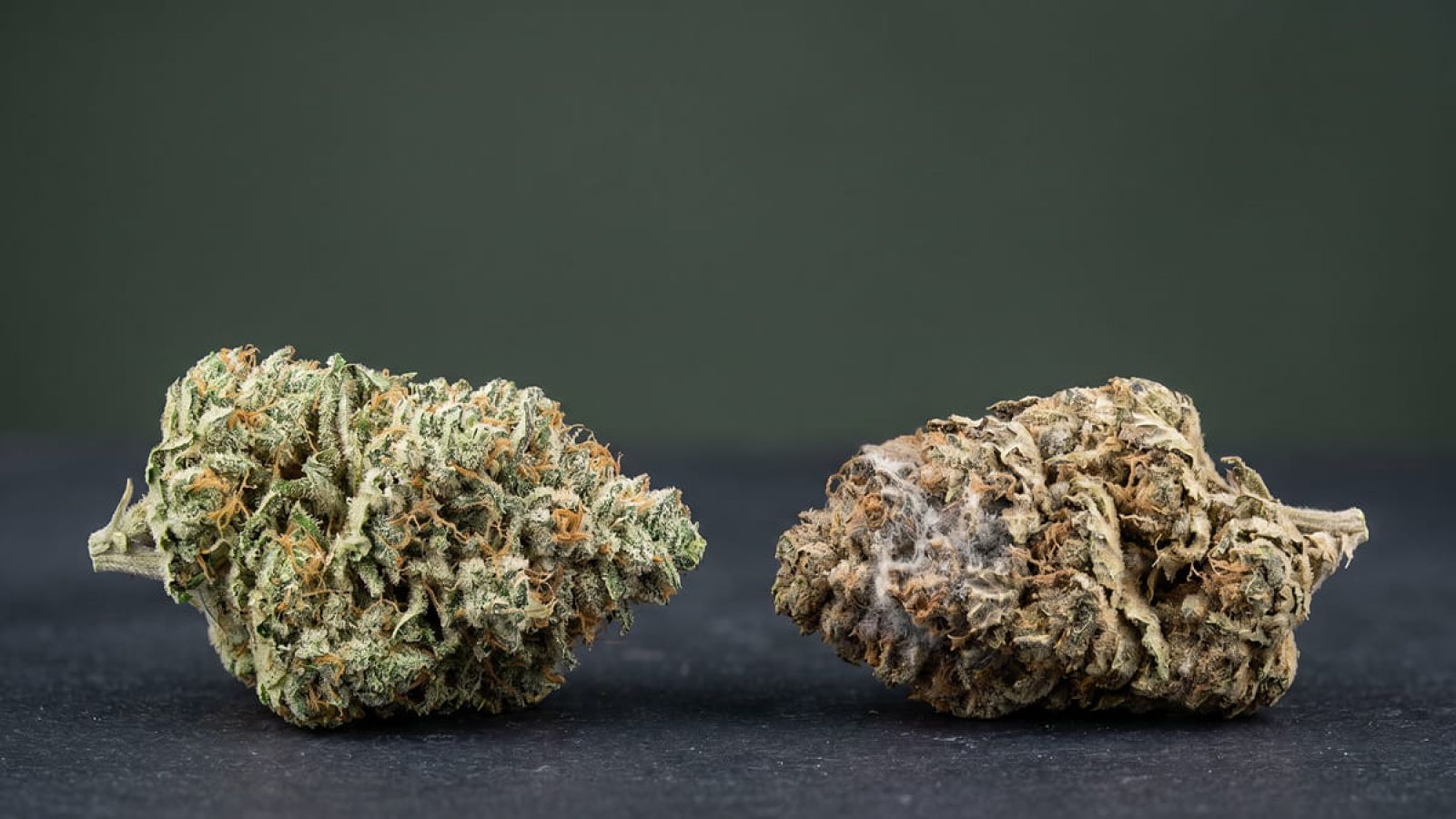 Close-up comparison of a healthy frosty cannabis bud next to a bud showing gray mold, under bright light.