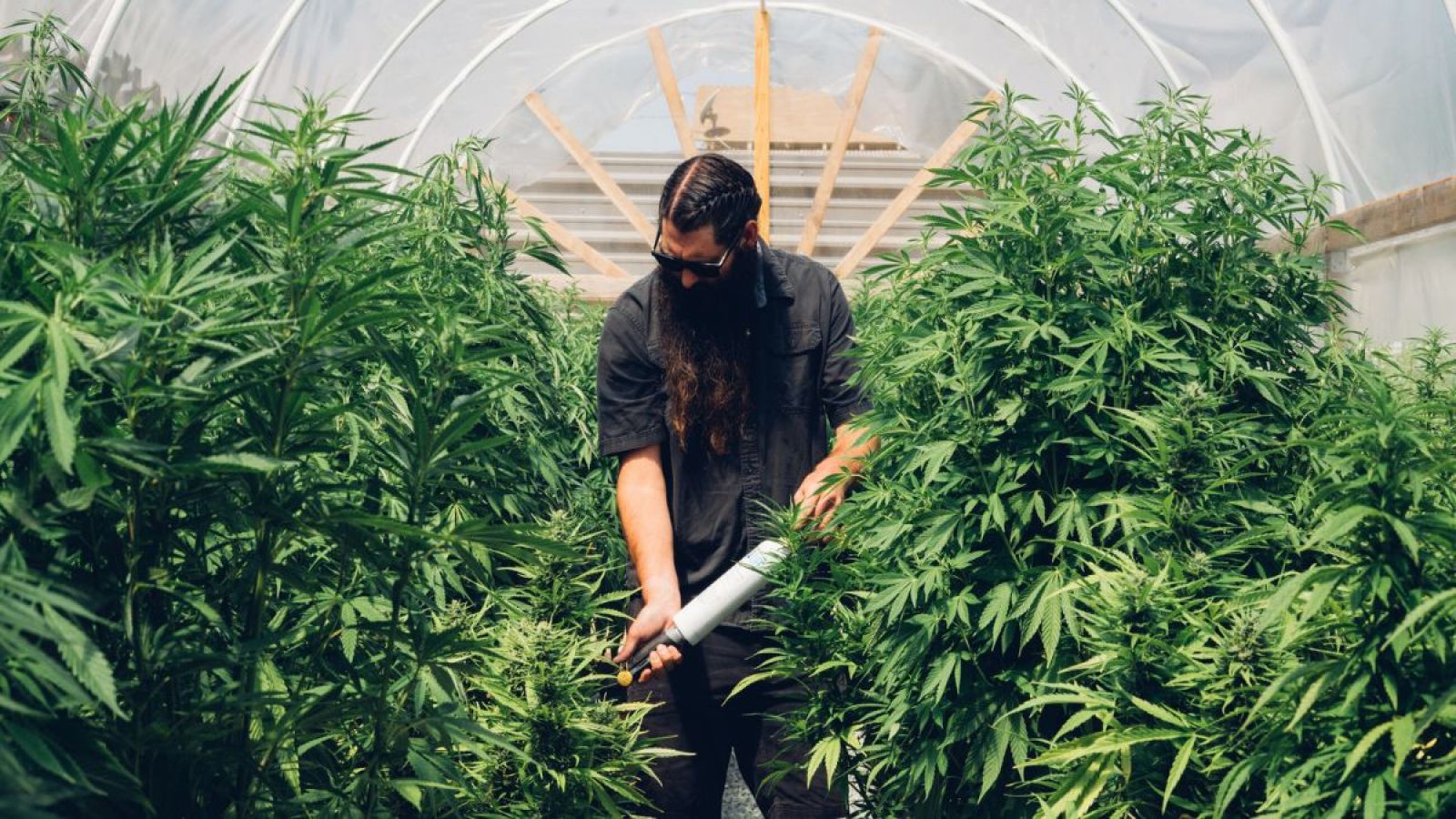 Parker Curtis working in a grow house