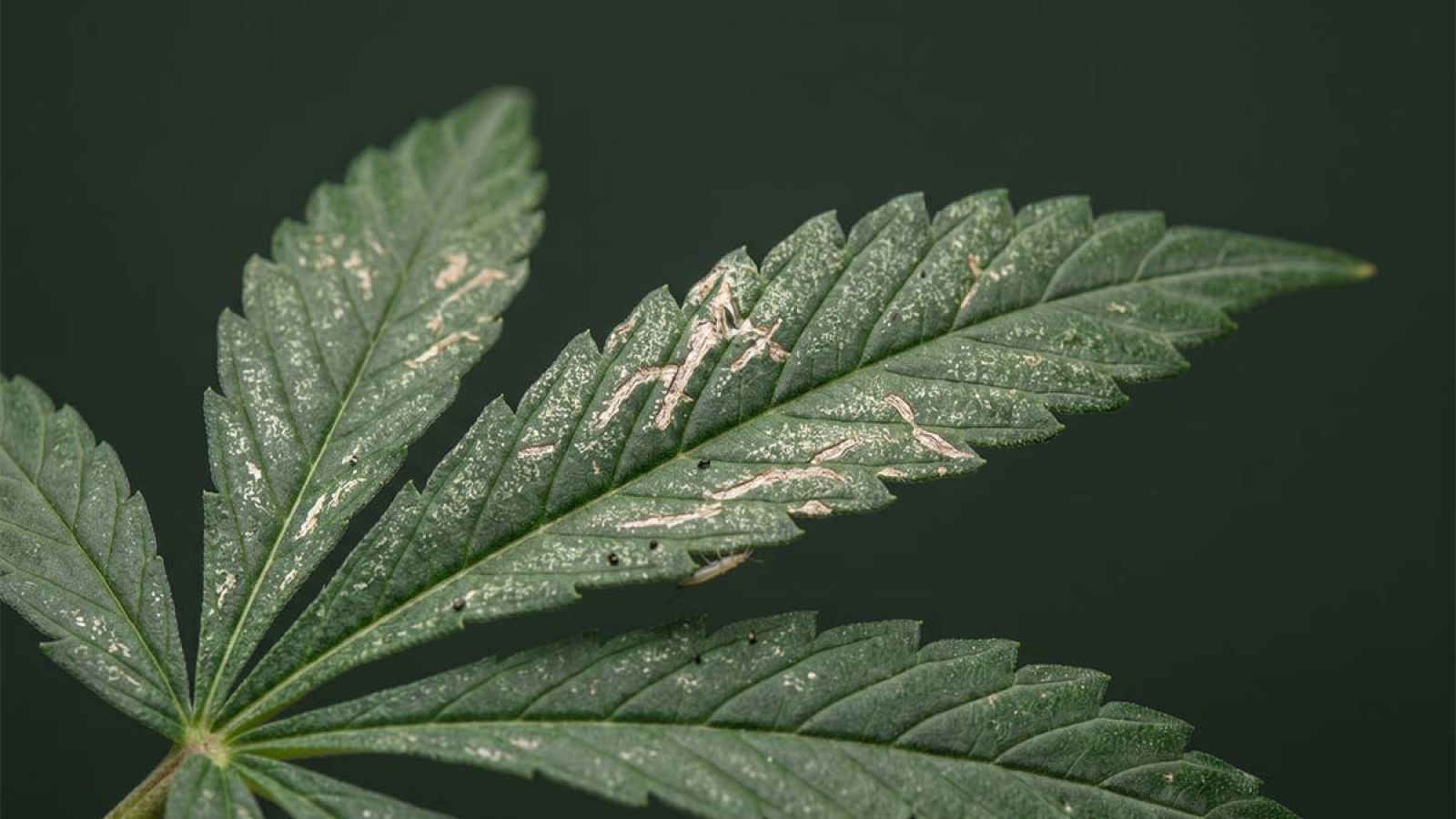 Cannabis leaf with irregular silvery streaks and pale stippling - the "sandblasted / dried-spit" look — concentrated on newer growth. 