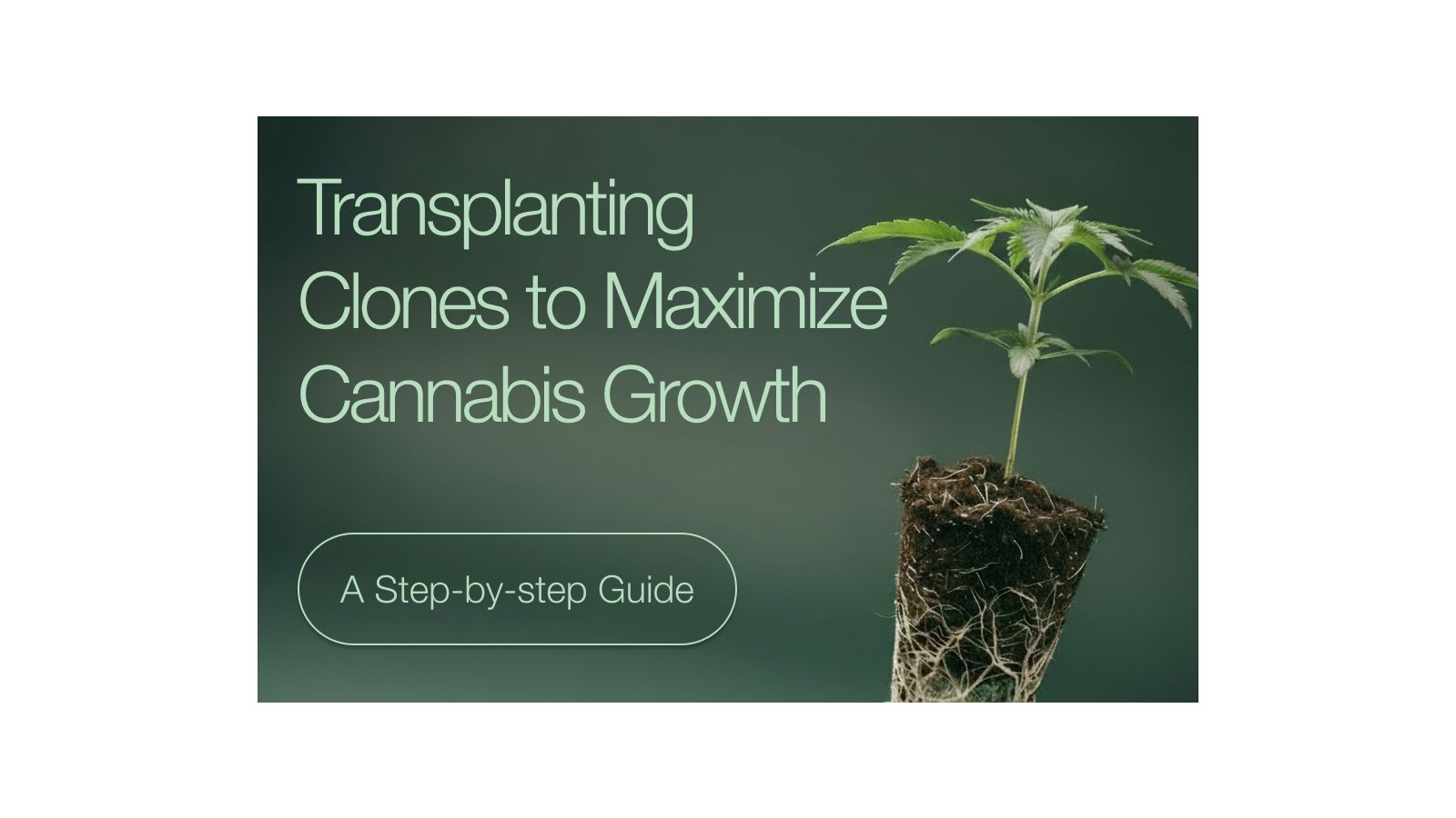Transplanting Clones to Maximize Cannabis Growth: a Step-by-Step Guide