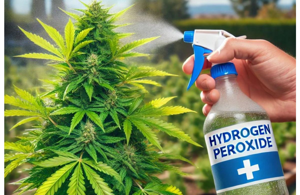 Hydrogen Peroxide for Cannabis