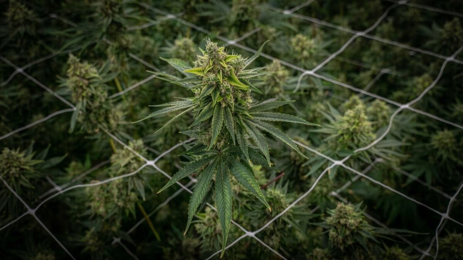 Autoflower growing indoors