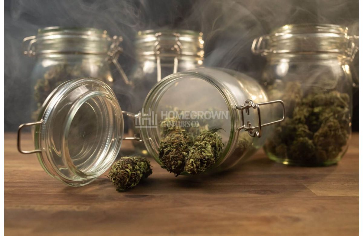 Cannabis buds in a mason jar