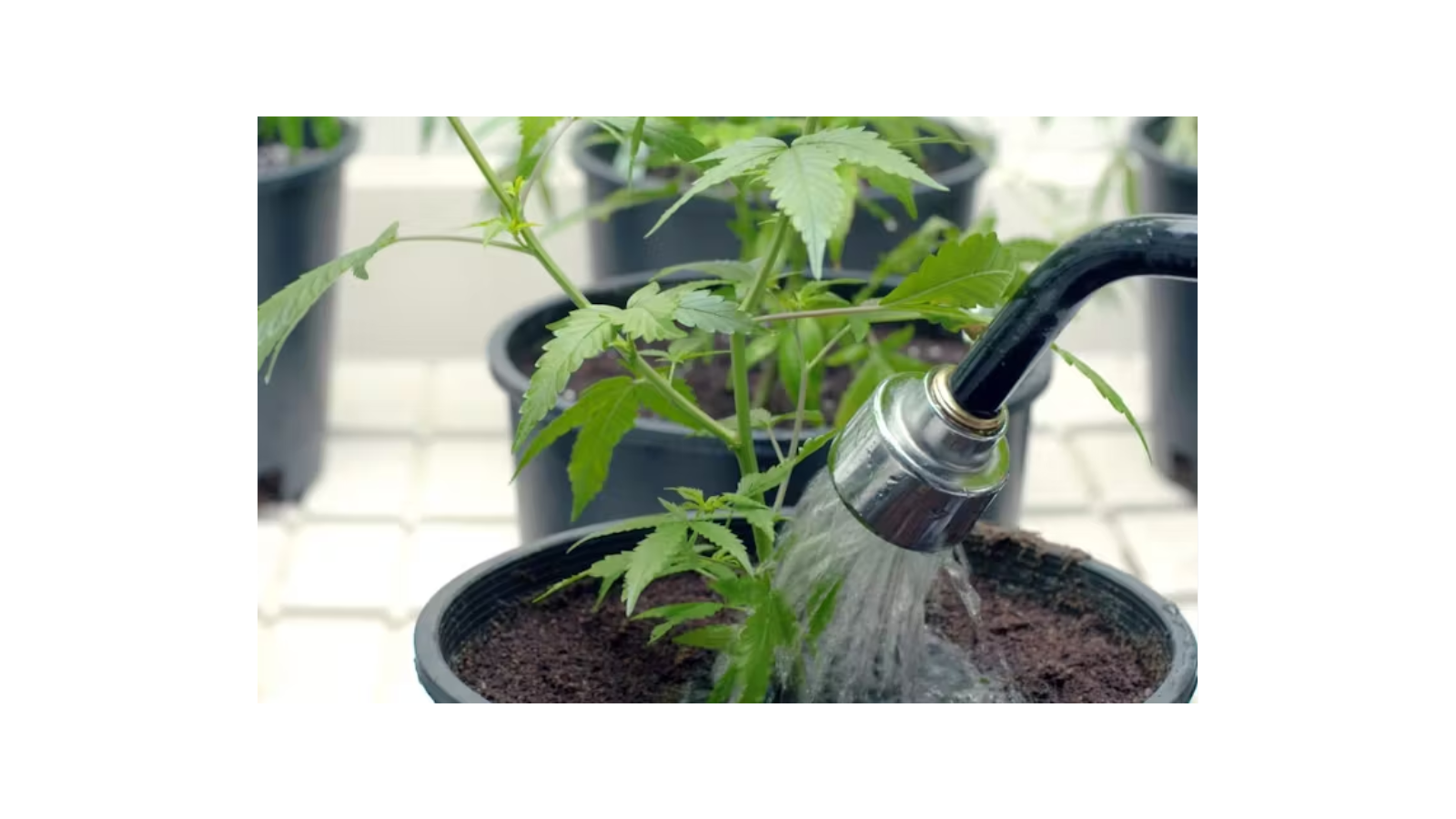 Watering green homegrown cannabis plants.