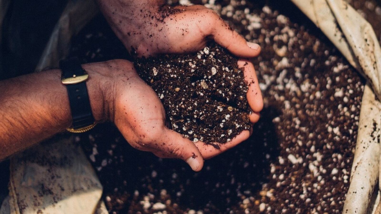 Hands holding a soil mix for cannabis cultivation