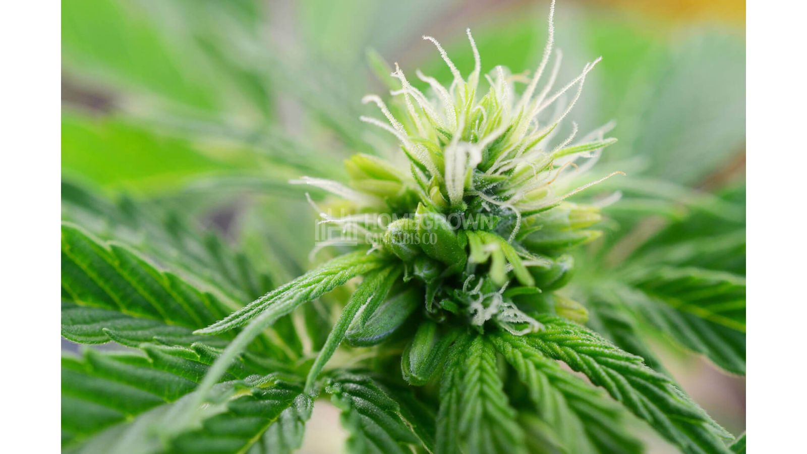 Hermaphrodite cannabis pl