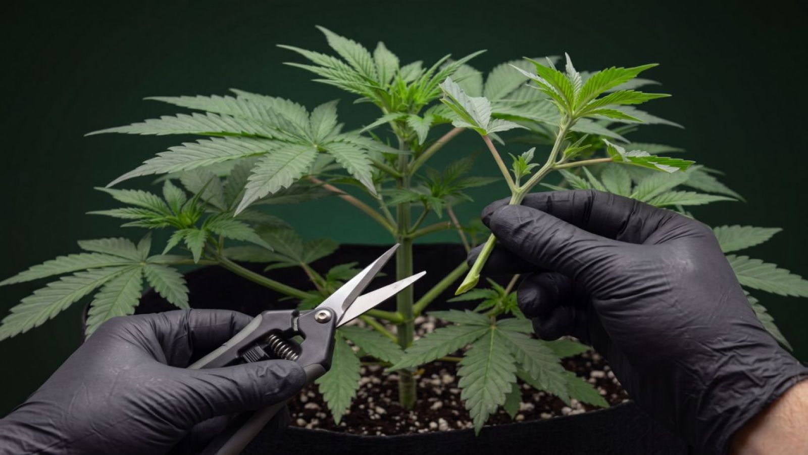 A hand cuts a small cannabis branch for cloning, showing why autoflower clones flower quickly.