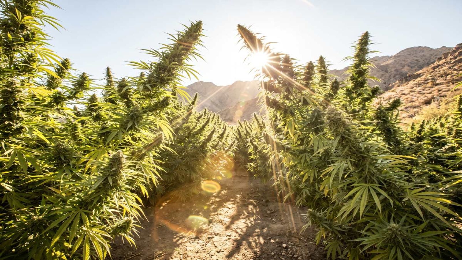 What Are Landrace Strains? Origins, Genetics and Seeds