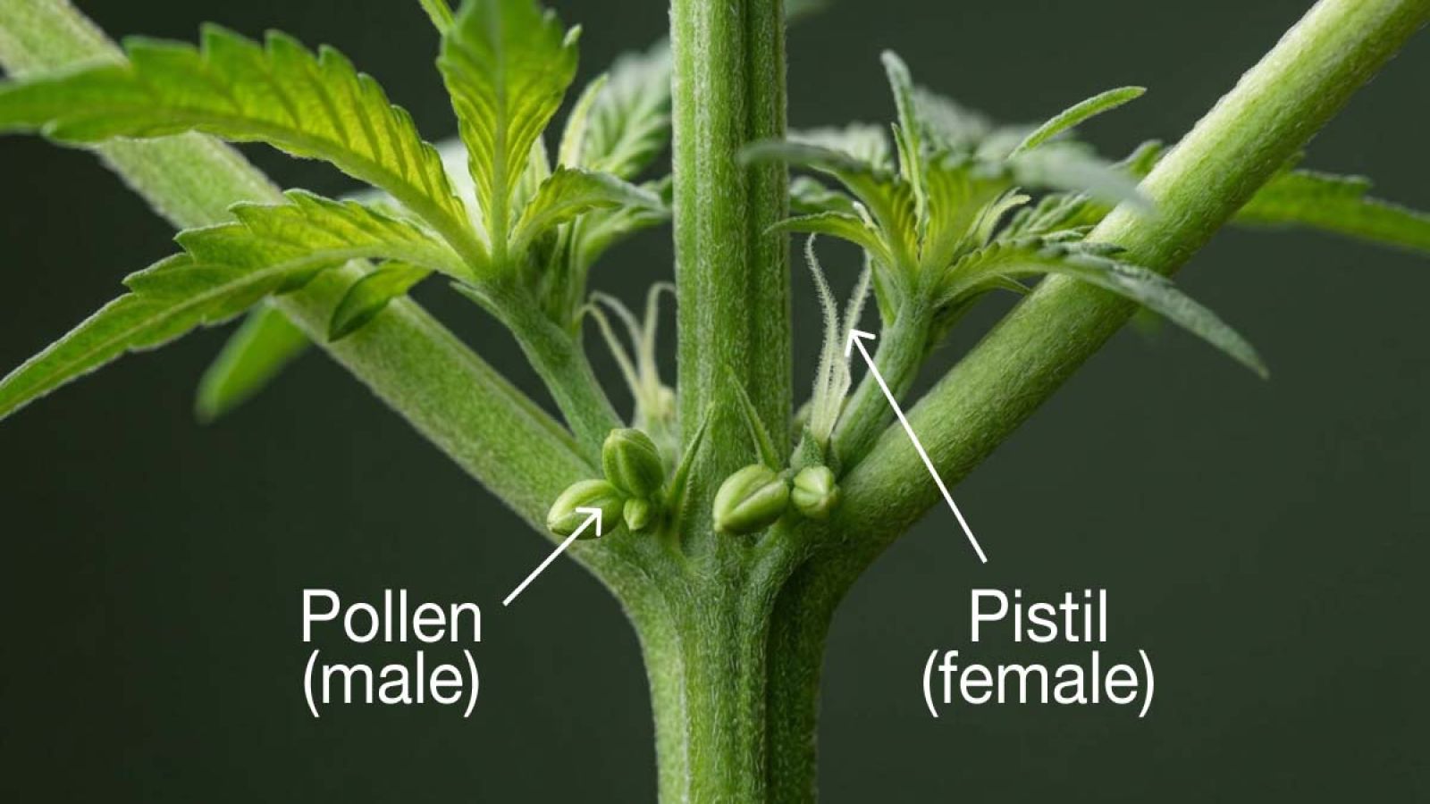 Hermaphrodite cannabis plant with yellow-green pollen sacs forming at a leaf node.