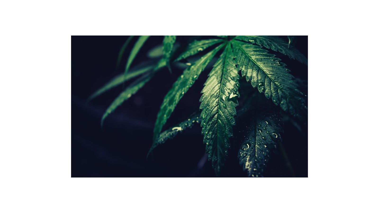 Cannabis Now Features Our Guide to Weatherproof Outdoor Cultivation