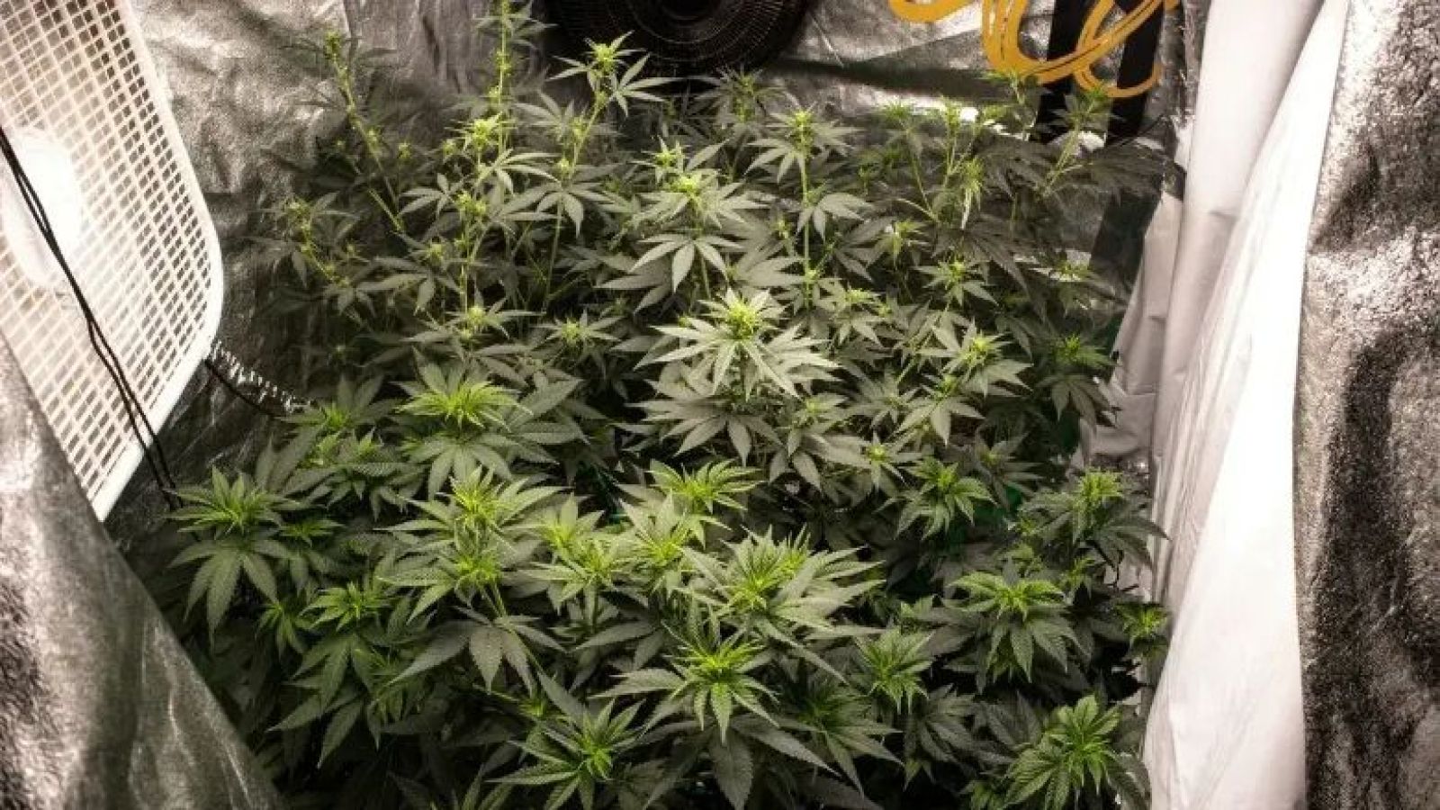 Cannabis plants insidse a grow tent.