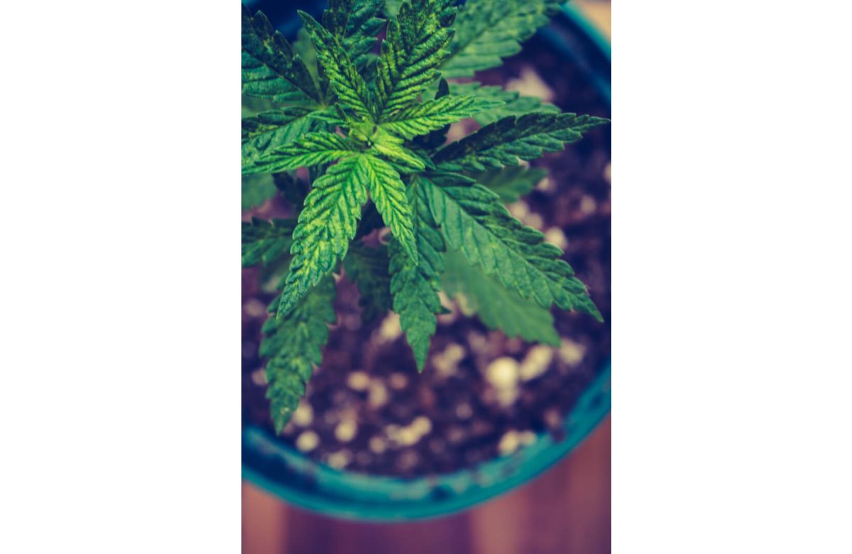 green cannabis plant