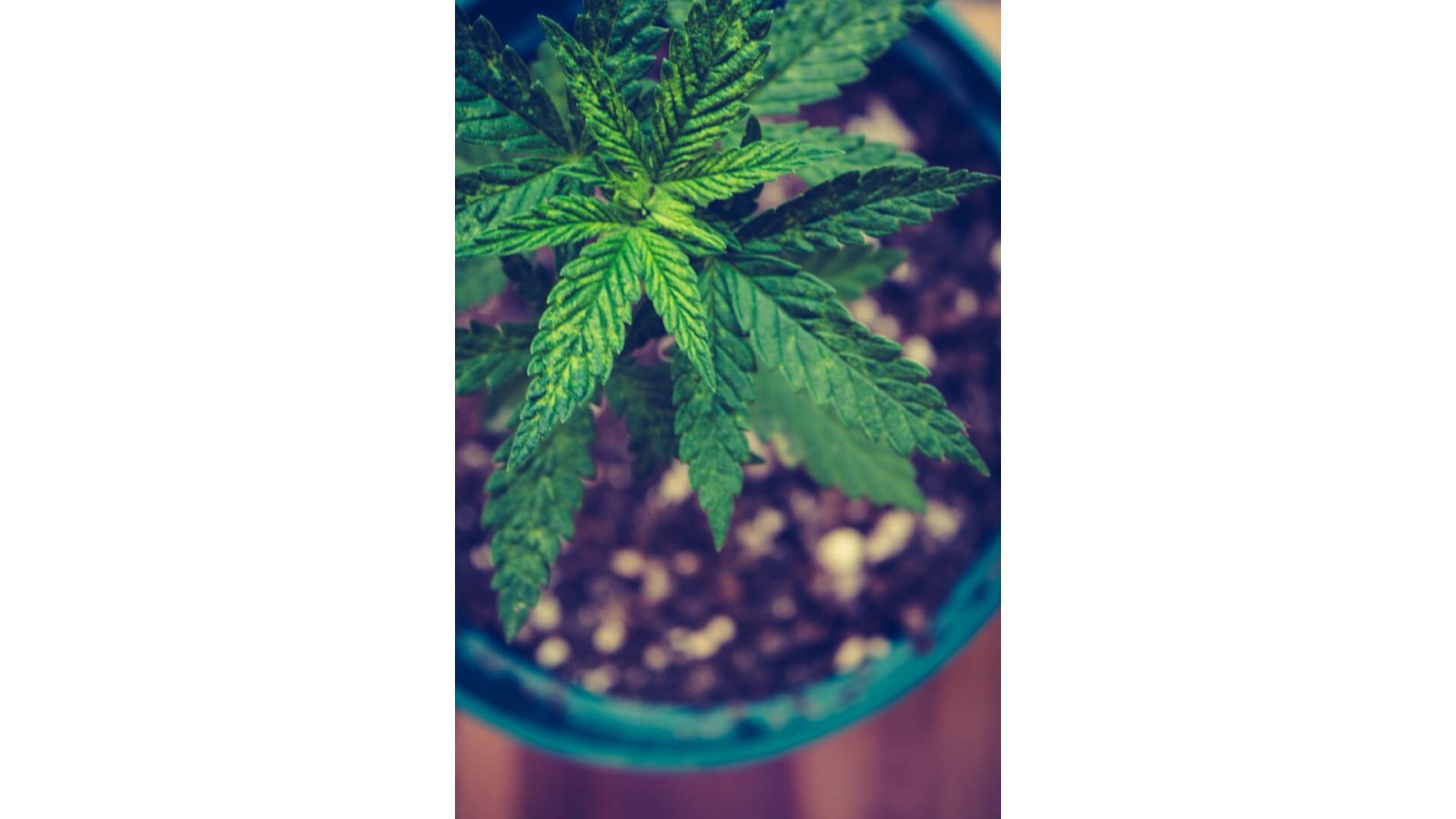 green cannabis plant