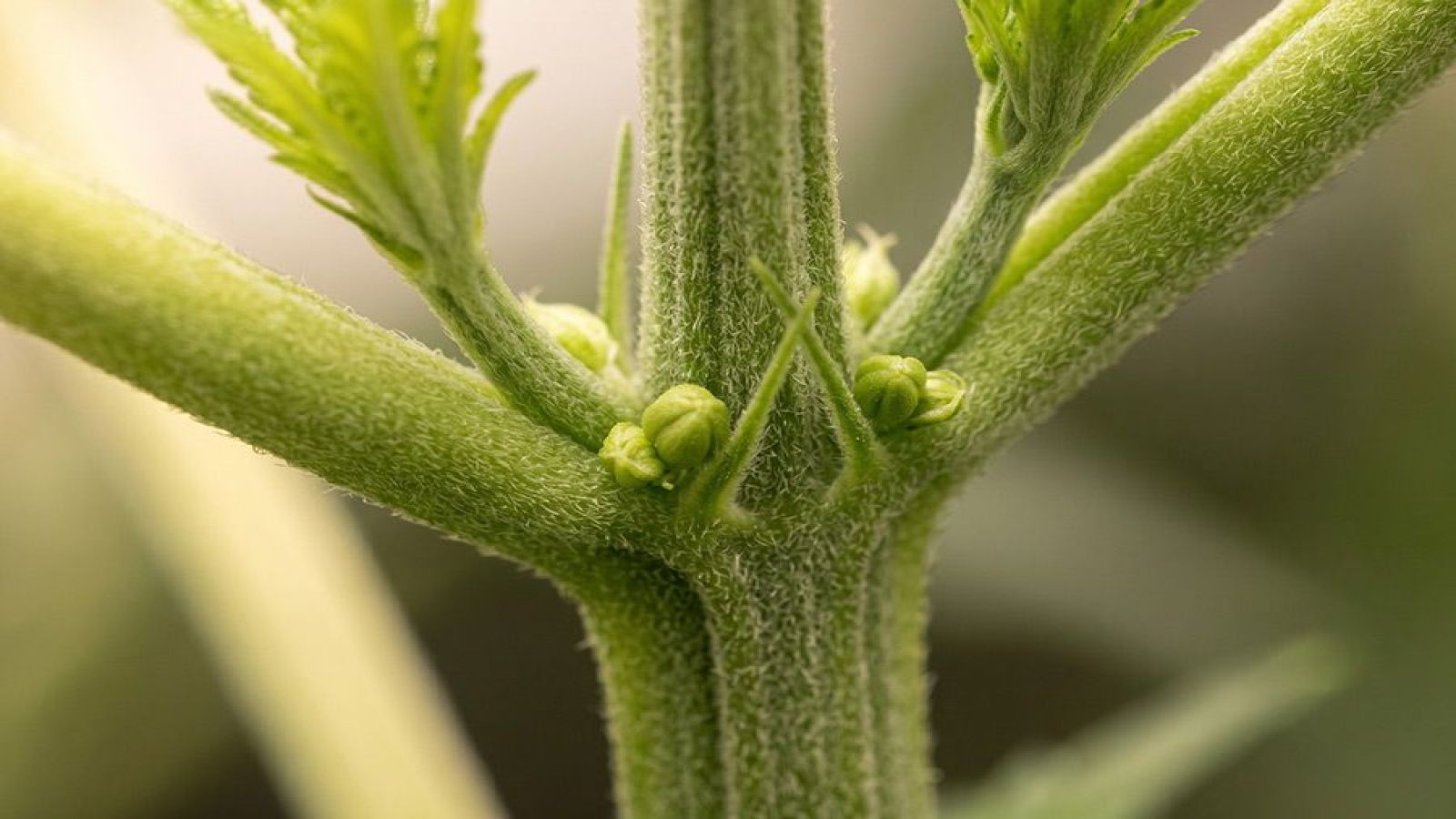 An image showing round pollen sacs forming at the nodes of a cannabis plant, a clear early sign that it is male.