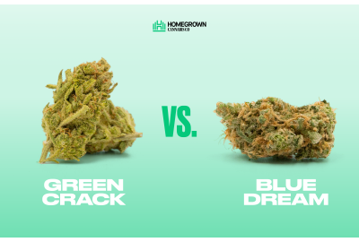 Green Crack vs. Blue Dream