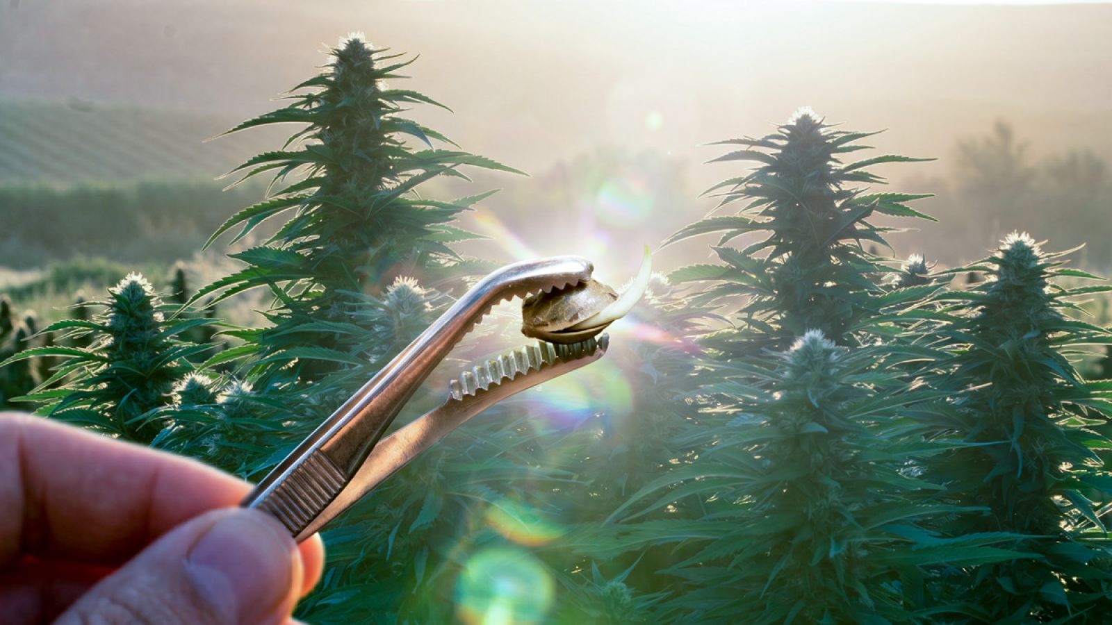 A close-up view of a hand gently holding a small photoperiod cannabis seed on a spatula.
