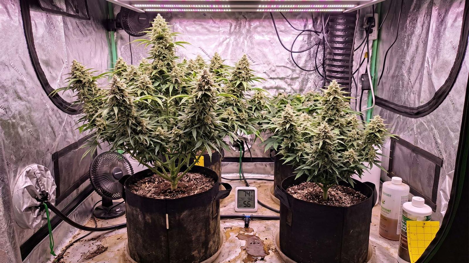 Side-by-side photo of a photoperiod cannabis plant and an autoflower cannabis plant.