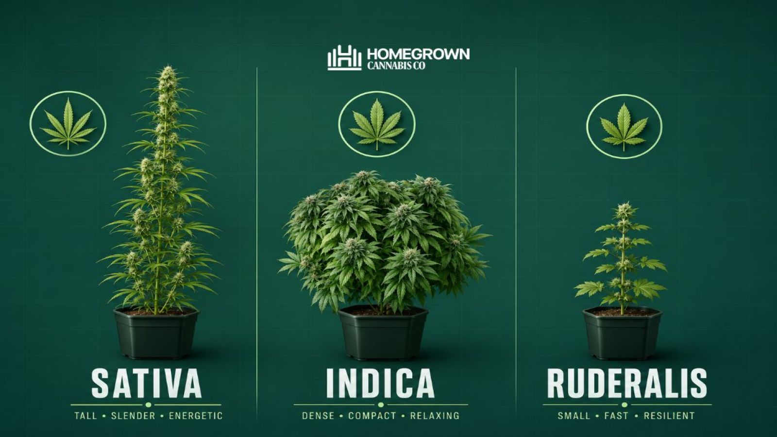 A simple chart comparing indica, sativa, and ruderalis. Indica looks short and bushy, sativa is tall with thin leaves, and ruderalis appears smaller and more wild-looking.