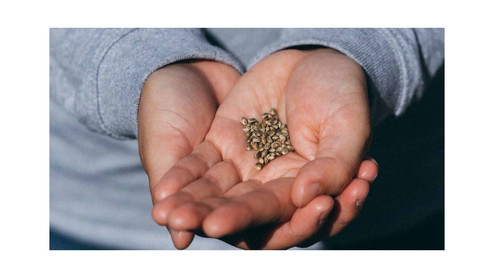 LEAFWELL: Do Weed Seeds Go Bad? Our Quick Guide