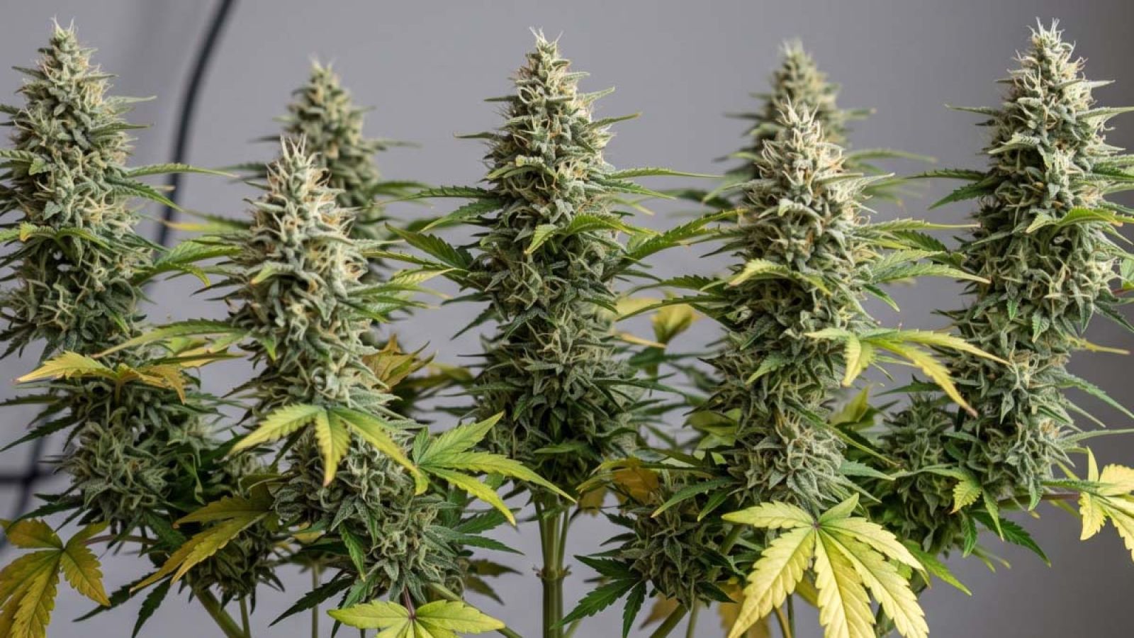 Healthy autoflower cannabis plants growing in pots with a full, even canopy of vibrant green leaves, showing strong growth after proper topping.