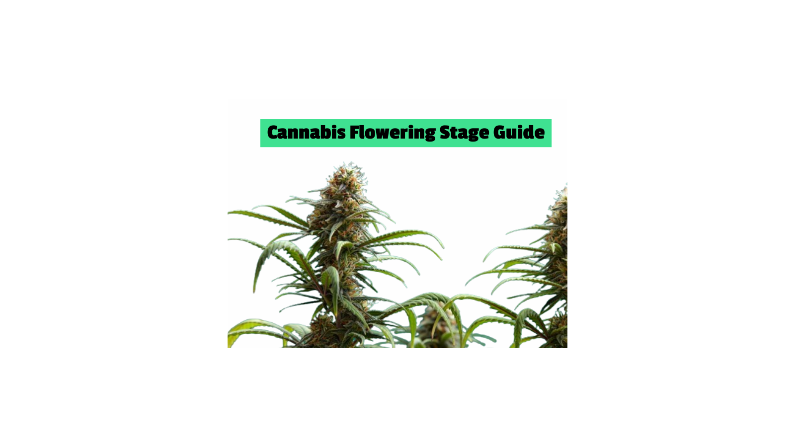 Cannabis flowering stage guide