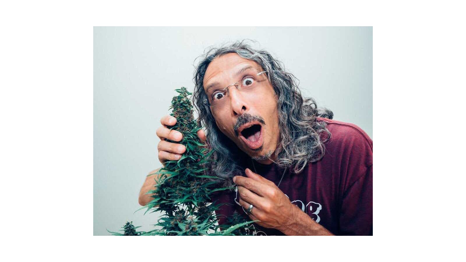 When to Harvest Cannabis