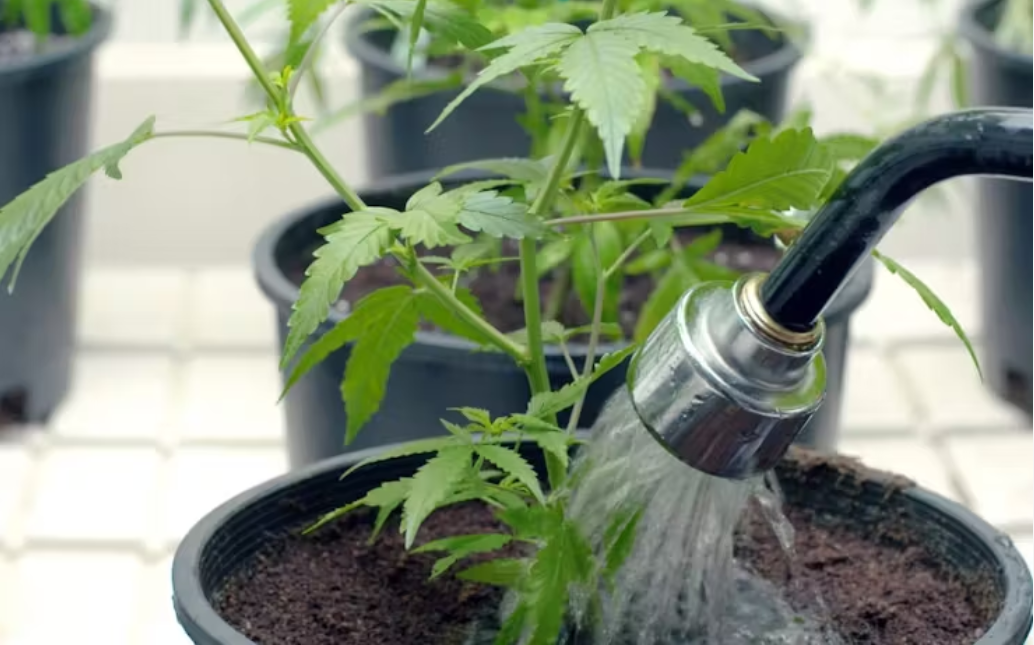Watering green homegrown cannabis plants.