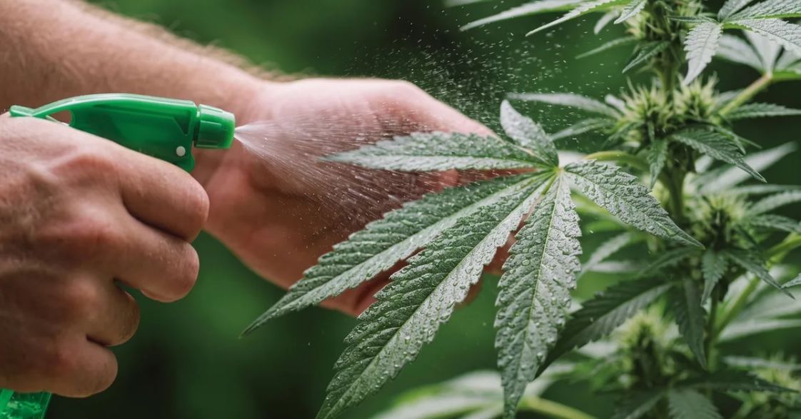 Grower gently spraying a nutrient solution onto cannabis leaves.