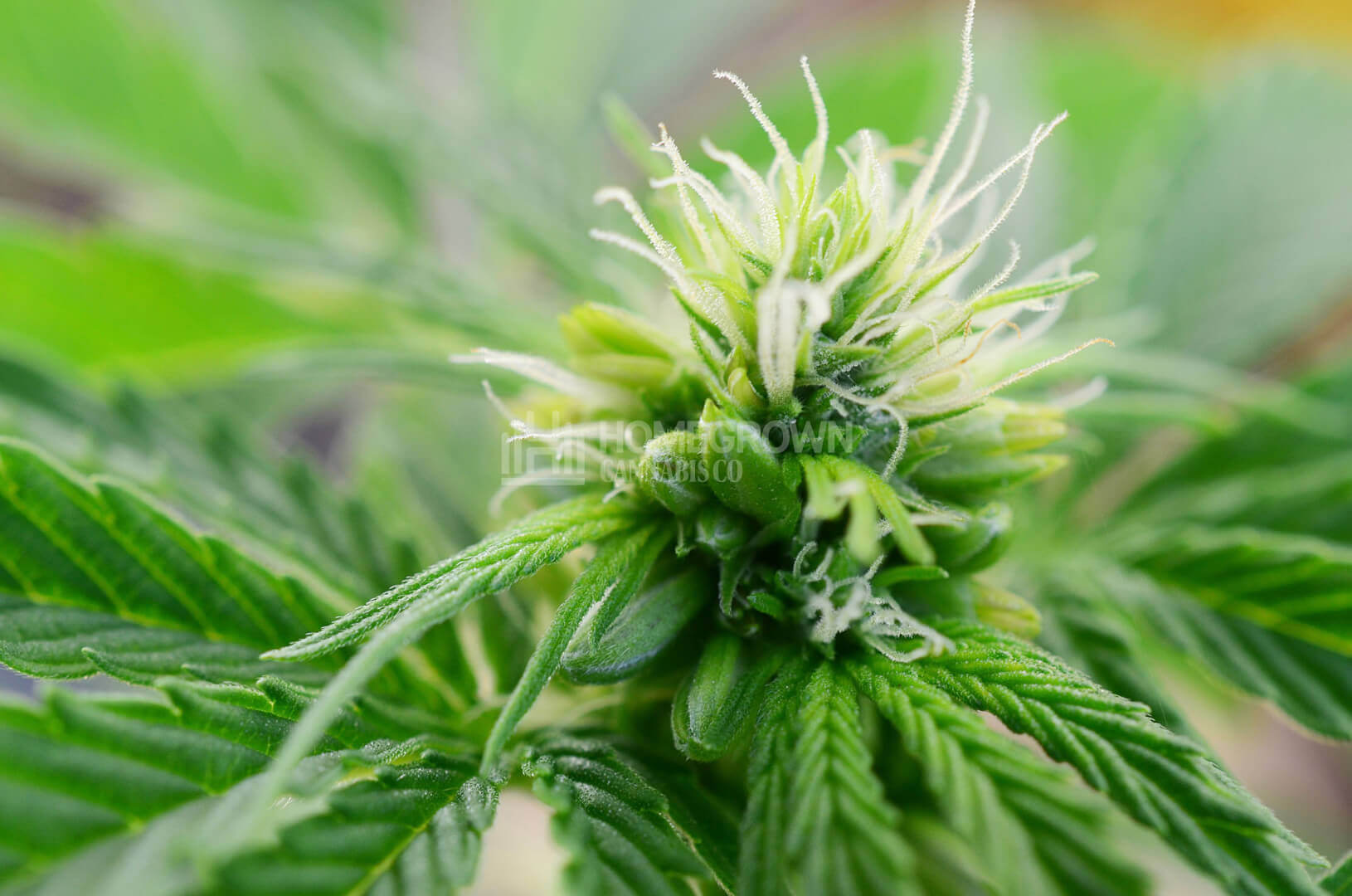 Hermaphrodite cannabis pl