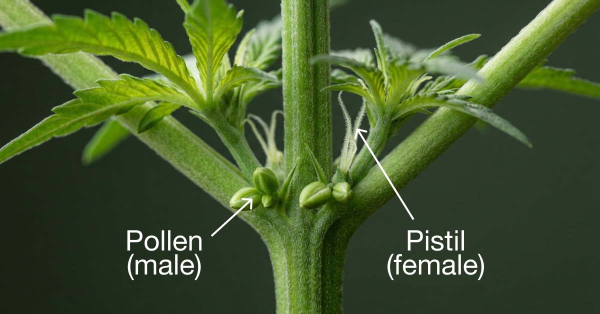 Hermaphrodite cannabis plant with yellow-green pollen sacs forming at a leaf node.