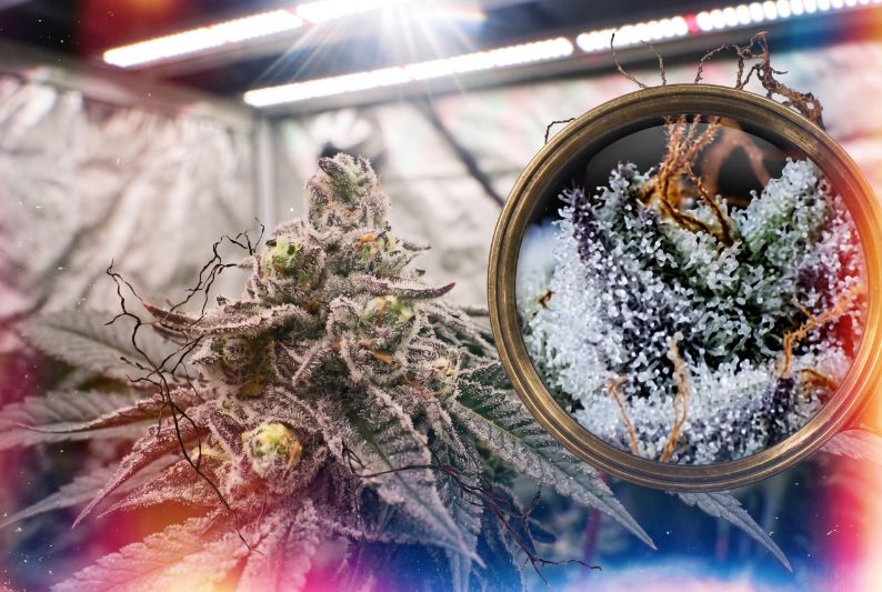 Magnified cannabis trichomes inside a growing tent