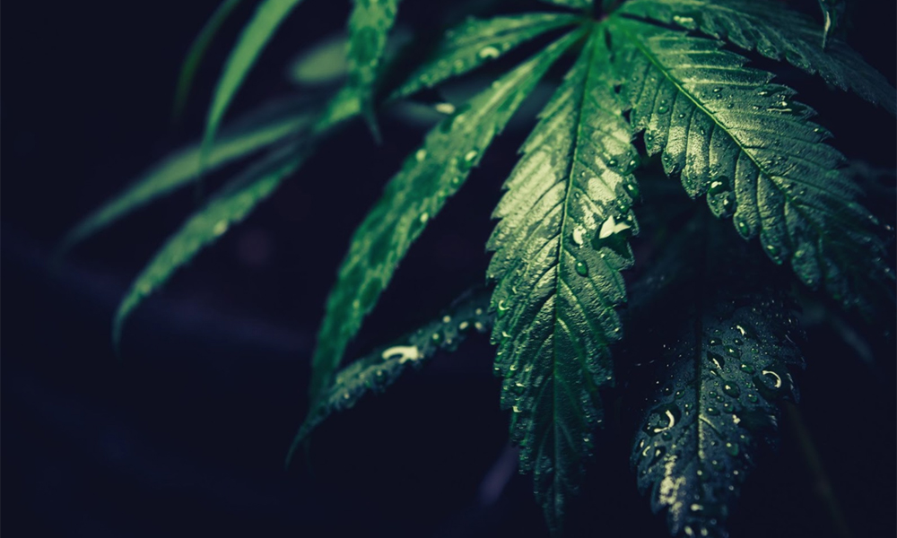 Cannabis Now Features Our Guide to Weatherproof Outdoor Cultivation