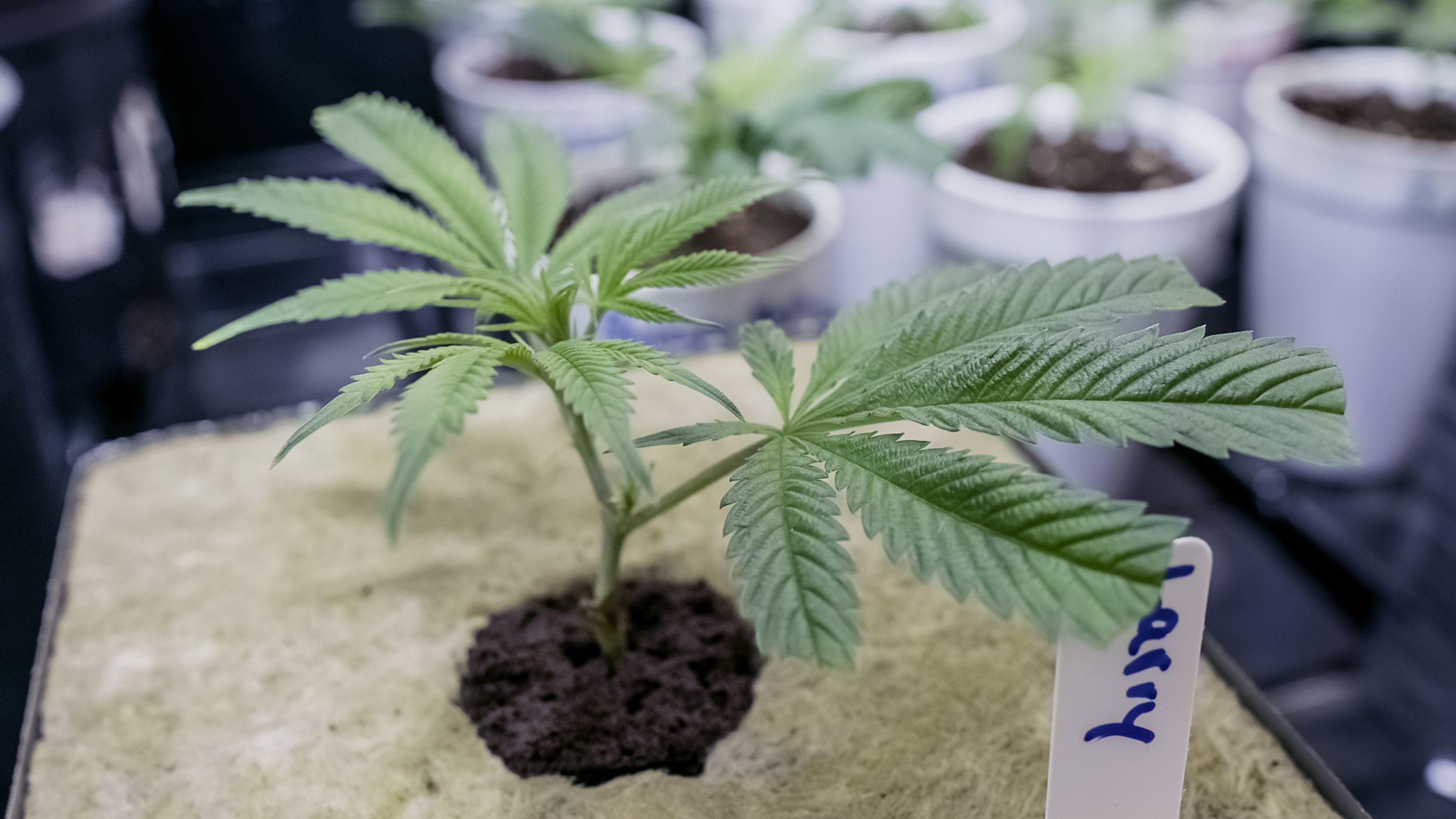 How to Care for Cannabis Clones Shipped: A Complete Guide for Healthy, Thriving Plants