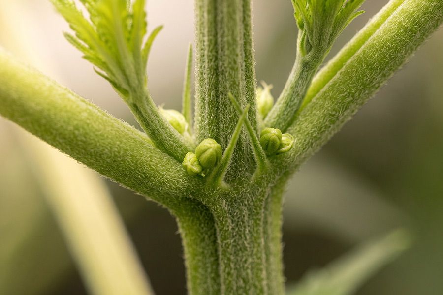 An image showing round pollen sacs forming at the nodes of a cannabis plant, a clear early sign that it is male.