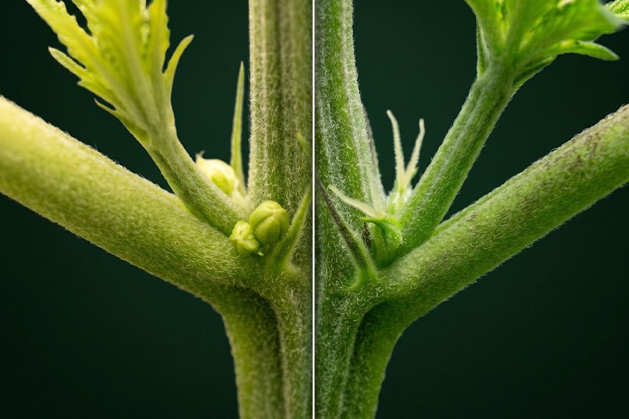 A side-by-side image showing the early difference between female and male cannabis plants, with tiny white pistils on the female and small round pollen sacs starting to form on the male.