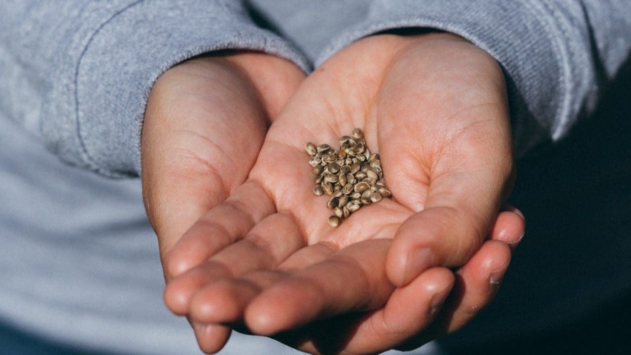 LEAFWELL: Do Weed Seeds Go Bad? Our Quick Guide