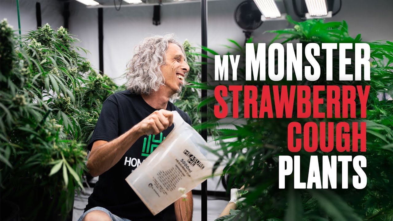 My Monster Strawberry Cough Plants
