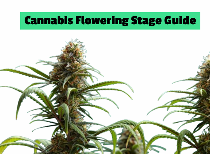 Cannabis flowering stage guide